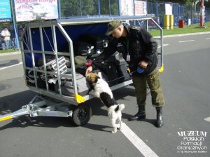 funkcjonariusz Straży Granicznej z Sudeckiego Oddziału SG z psem służbowym podczas kontroli bagażu na lotnisku