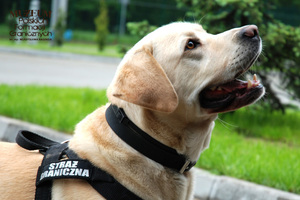 1. Tytuł tematu: służba graniczna 
2. Opis obrazu: pies służbowy z Karpackiego Oddziału Straży Granicznej w czasie służby
3. Data wydarzenia: 20.05.2010 r.
4. Osoby widoczne: brak danych
5. Hasła przedmiotowe: Straż Graniczna, ochrona fizyczna
6. Opis techniczny: zdjęcie cyfrowe, kolorowe 
7. Autor: brak danych
8. Miejsce przechowywania/właściciel: Archiwum Straży Granicznej w Szczecinie