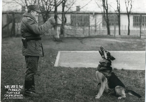 1. Tytuł tematu: psy służbowe 
2. Opis obrazu: trening psa służbowego
3. Data wydarzenia: lata 80. XX w.
4. Osoby widoczne: st. sierż. szt. Szczepan Buśko
5. Hasła przedmiotowe: Wojska Ochrony Pogranicza, szkolenie 
6. Opis techniczny: 18 cm × 13 cm, oryginał, czarnobiałe
7. Autor: Krzysztof Niemiec 
8. Miejsce przechowywania/właściciel: Archiwum Straży Granicznej w Szczecinie