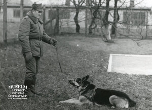 1. Tytuł tematu: psy służbowe 
2. Opis obrazu: trening psa służbowego
3. Data wydarzenia: lata 80. XX w.
4. Osoby widoczne: st. sierż. szt. Szczepan Buśko  
5. Hasła przedmiotowe: Wojska Ochrony Pogranicza, szkolenie 
6. Opis techniczny: 13 cm × 18 cm, oryginał, czarnobiałe
7. Autor: Krzysztof Niemiec 
8. Miejsce przechowywania/właściciel: Archiwum Straży Granicznej w Szczecinie