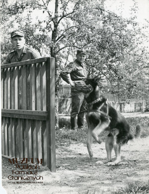 1. Tytuł tematu: psy służbowe 
2. Opis obrazu: trening psa służbowego
3. Data wydarzenia: lata 70. XX w.
4. Osoby widoczne: brak danych 
5. Hasła przedmiotowe: Wojska Ochrony Pogranicza, szkolenie 
6. Opis techniczny: 18 cm × 23.5 cm, oryginał, czarnobiałe
7. Autor: Zbigniew Dobrzański
8. Miejsce przechowywania/właściciel: Archiwum Straży Granicznej w Szczecinie