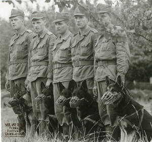 1. Tytuł tematu: psy służbowe 
2. Opis obrazu: trening psów służbowych
3. Data wydarzenia: lata 70. XX w.
4. Osoby widoczne: brak danych 
5. Hasła przedmiotowe: Wojska Ochrony Pogranicza, szkolenie 
6. Opis techniczny: 13.5 cm × 12.5 cm, oryginał, czarnobiałe
7. Autor: brak danych 
8. Miejsce przechowywania/właściciel: Archiwum Straży Granicznej w Szczecinie