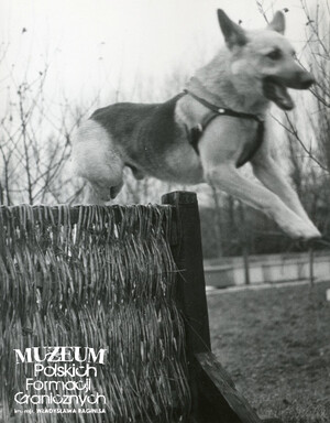 1. Tytuł tematu: psy służbowe 
2. Opis obrazu: trening psa służbowego
3. Data wydarzenia: lata 70. XX w.
4. Osoby widoczne: brak danych 
5. Hasła przedmiotowe: Wojska Ochrony Pogranicza, szkolenie 
6. Opis techniczny: 17 cm × 22 cm, oryginał, czarnobiałe
7. Autor: brak danych 
8. Miejsce przechowywania/właściciel: Archiwum Straży Granicznej w Szczecinie