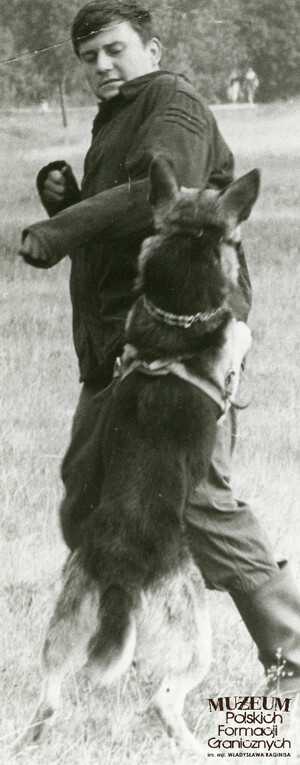 1. Tytuł tematu: psy służbowe 
2. Opis obrazu: trening psa służbowego
3. Data wydarzenia: lata 70. XX w.
4. Osoby widoczne: brak danych 
5. Hasła przedmiotowe: Wojska Ochrony Pogranicza, szkolenie 
6. Opis techniczny: 7 cm × 17 cm, oryginał, czarnobiałe
7. Autor: brak danych 
8. Miejsce przechowywania/właściciel: Archiwum Straży Granicznej w Szczecinie