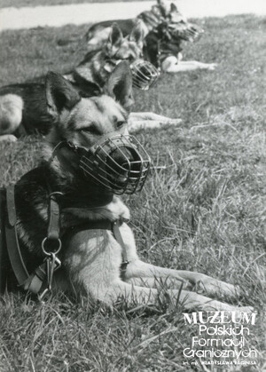 1. Tytuł tematu: psy służbowe 
2. Opis obrazu: trening psów służbowych
3. Data wydarzenia: lata 70. XX w.
4. Osoby widoczne: brak danych 
5. Hasła przedmiotowe: Wojska Ochrony Pogranicza, szkolenie 
6. Opis techniczny: 13 cm × 18 cm, oryginał, czarnobiałe
7. Autor: brak danych 
8. Miejsce przechowywania/właściciel: Archiwum Straży Granicznej w Szczecinie