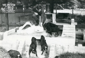 1. Tytuł tematu: psy służbowe 
2. Opis obrazu: karmienie psów służbowych
3. Data wydarzenia: lata 70. XX w.
4. Osoby widoczne: brak danych 
5. Hasła przedmiotowe: Wojska Ochrony Pogranicza, szkolenie 
6. Opis techniczny: 18 cm × 12.5 cm, oryginał, czarnobiałe
7. Autor: Z. Banasiak
8. Miejsce przechowywania/właściciel: Archiwum Straży Granicznej w Szczecinie