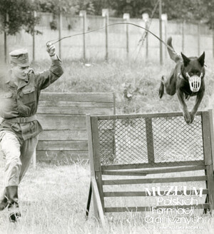 1. Tytuł tematu: psy służbowe 
2. Opis obrazu: trening psa służbowego
3. Data wydarzenia: lata 70. XX w.
4. Osoby widoczne: brak danych 
5. Hasła przedmiotowe: Wojska Ochrony Pogranicza, szkolenie 
6. Opis techniczny: 13 cm × 14 cm, oryginał, czarnobiałe
7. Autor: brak danych 
8. Miejsce przechowywania/właściciel: Archiwum Straży Granicznej w Szczecinie