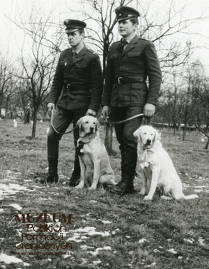 1. Tytuł tematu: psy służbowe 
2. Opis obrazu: trening psów służbowych
3. Data wydarzenia: lata 70. XX w.
4. Osoby widoczne: brak danych 
5. Hasła przedmiotowe: Wojska Ochrony Pogranicza, szkolenie 
6. Opis techniczny: 13 cm × 18 cm, oryginał, czarnobiałe
7. Autor: brak danych 
8. Miejsce przechowywania/właściciel: Archiwum Straży Granicznej w Szczecinie