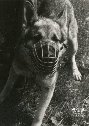 1. Tytuł tematu: psy służbowe 
2. Opis obrazu: pies służbowy Wojsk Ochrony Pogranicza   
3. Data wydarzenia: lata 70-80. XX w.
4. Osoby widoczne: brak danych
5. Hasła przedmiotowe: Wojska Ochrony Pogranicza, ochrona fizyczna
6. Opis techniczny: 13 cm × 18 cm, oryginał, czarnobiałe
7. Autor: brak danych
8. Miejsce przechowywania/właściciel: Archiwum Straży Granicznej w Szczecinie