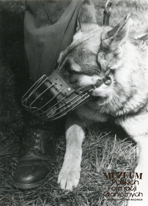 1. Tytuł tematu: psy służbowe 
2. Opis obrazu: pies służbowy Wojsk Ochrony Pogranicza   
3. Data wydarzenia: lata 70-80. XX w.
4. Osoby widoczne: brak danych
5. Hasła przedmiotowe: Wojska Ochrony Pogranicza, ochrona fizyczna
6. Opis techniczny: 13 cm × 18 cm, oryginał, czarnobiałe
7. Autor: brak danych
8. Miejsce przechowywania/właściciel: Archiwum Straży Granicznej w Szczecinie