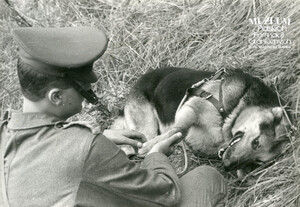 1. Tytuł tematu: psy służbowe 
2. Opis obrazu: żołnierz Wojsk Ochrony Pogranicza z psem służbowym  
3. Data wydarzenia: lata 80. XX w.
4. Osoby widoczne: kpr. Maciej Zygmunt z psem „Iranem”
5. Hasła przedmiotowe: Wojska Ochrony Pogranicza, ochrona fizyczna
6. Opis techniczny: 24 cm × 18 cm, oryginał, czarnobiałe
7. Autor: brak danych
8. Miejsce przechowywania/właściciel: Archiwum Straży Granicznej w Szczecinie