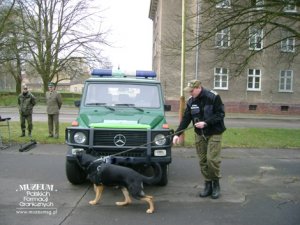 Przewodnik z owczarkiem niemieckim - pokaz przeszukiwania  samochodu